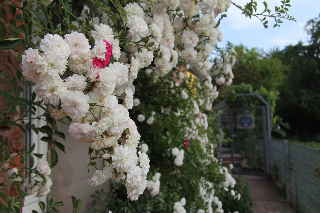 No.31 B&B Im Rosengarten Kapellen-Drusweiler Екстериор снимка